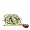 Tillandsia xerographica vert Ø 25 à 30 cm