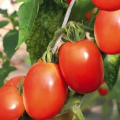 Tomate Allongée Cencara bio. Le pot de 9 x 9 cm