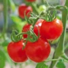 Tomate Cerise Sweet Baby bio. Le pot de 9 x 9 cm