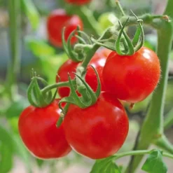 Tomate Cerise Sweet Baby bio. Le pot de 9 x 9 cm