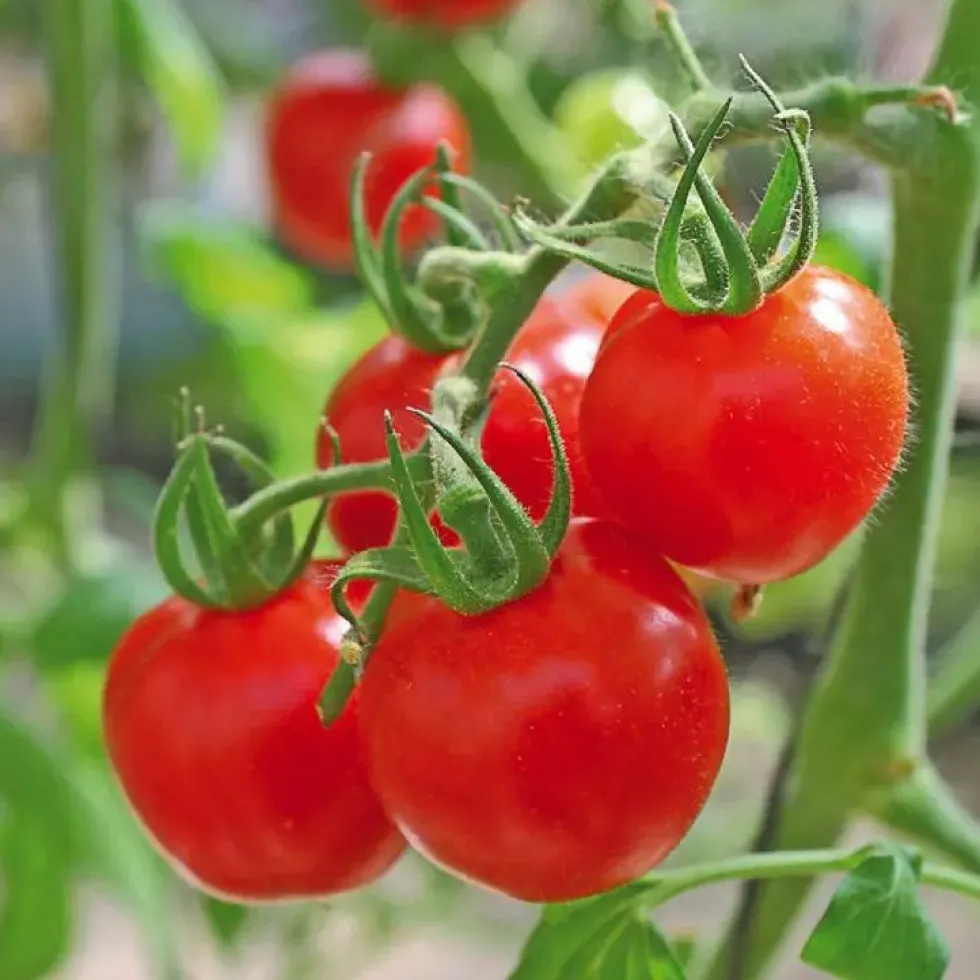 Tomate Cerise Sweet Baby bio. Le pot de 9 x 9 cm