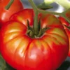 Tomate Ronde beefsteak Bio. La barquette de 3 plants