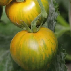 Tomate Ronde Green Zebra bio. Le pot de 9 x 9 cm