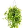 Tradescantia Yellow Hill jaune. La suspension Ø 14 cm