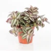Tradescantia zebrina. Le pot Ø 12 cm