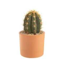 Trichocereus pasacana en pot terre cuite H 10 x Ø 20 cm