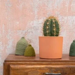 Trichocereus pasacana en pot terre cuite H 10 x Ø 20 cm