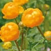 Trolle jaune-Orange - Le pot de 9 x 9 cm