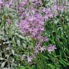Tulbaghie violette godet 9x9x cm