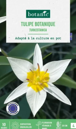 Tulipe species turkestanica botanic® - 10 bulbes