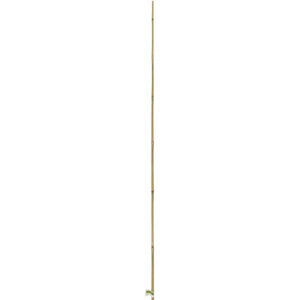 Tuteur bambou naturel coloris beige H 1,80m x Ø 10-12 mm