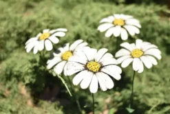 Tuteur grande marguerite en métal recyclé Chouette & Co - 70 cm