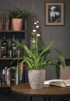 Vase Orchidée Roccia coloris multicolore en céramique - Ø 13 cm