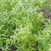 Verveine Citronnelle Bio. Le pot de 4,6 litres