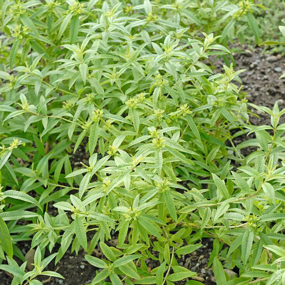Verveine Citronnelle Bio. Le pot de 4,6 litres