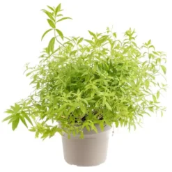 Verveine Citronnelle Bio. Le pot de 4,6 litres