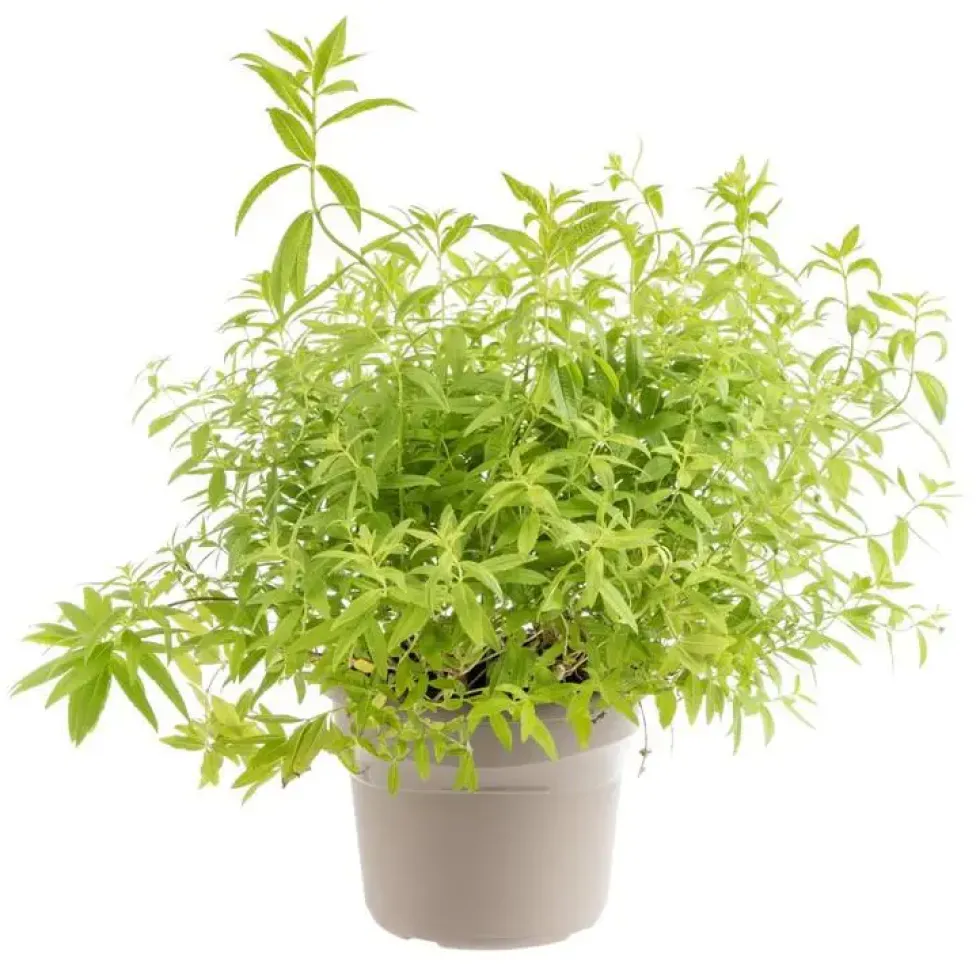 Verveine Citronnelle Bio. Le pot de 4,6 litres