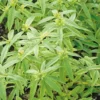 Verveine Citronnelle Bio. Le pot de 2,5 litres