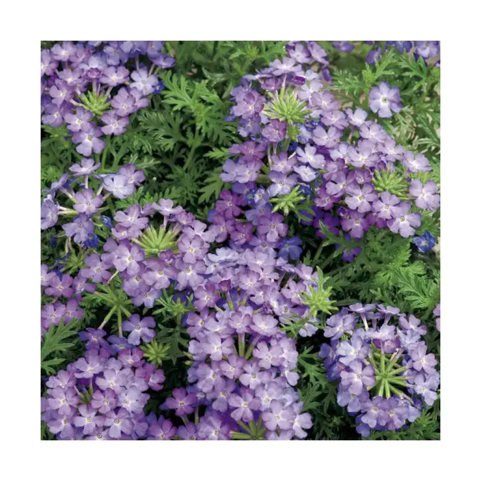 Verveine retombante bleu clair et foncé - Le pack de 6 plants