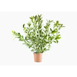 Viburnum Lucidum (Viorne Lucidum) en pot de 9 L vert