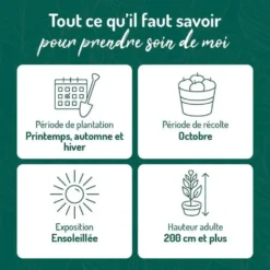 Vigne Alphonse Lavallee. Le pot de 2 litres