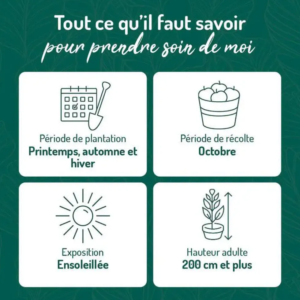 Vigne Alphonse Lavallee. Le pot de 2 litres