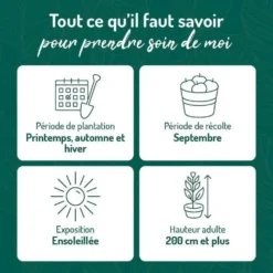 Vigne Alvina. Le pot de 2 litres
