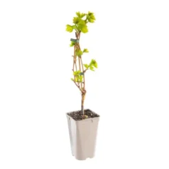 Vigne Chasselas Rose. Le pot de 2 litres