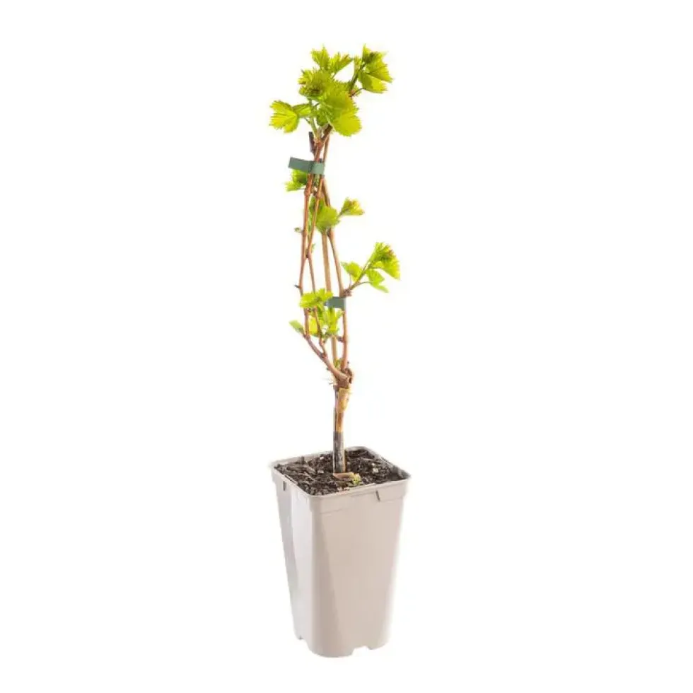 Vigne Chasselas Rose. Le pot de 2 litres