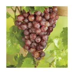 Vigne Chasselas Rose. Le pot de 2 litres