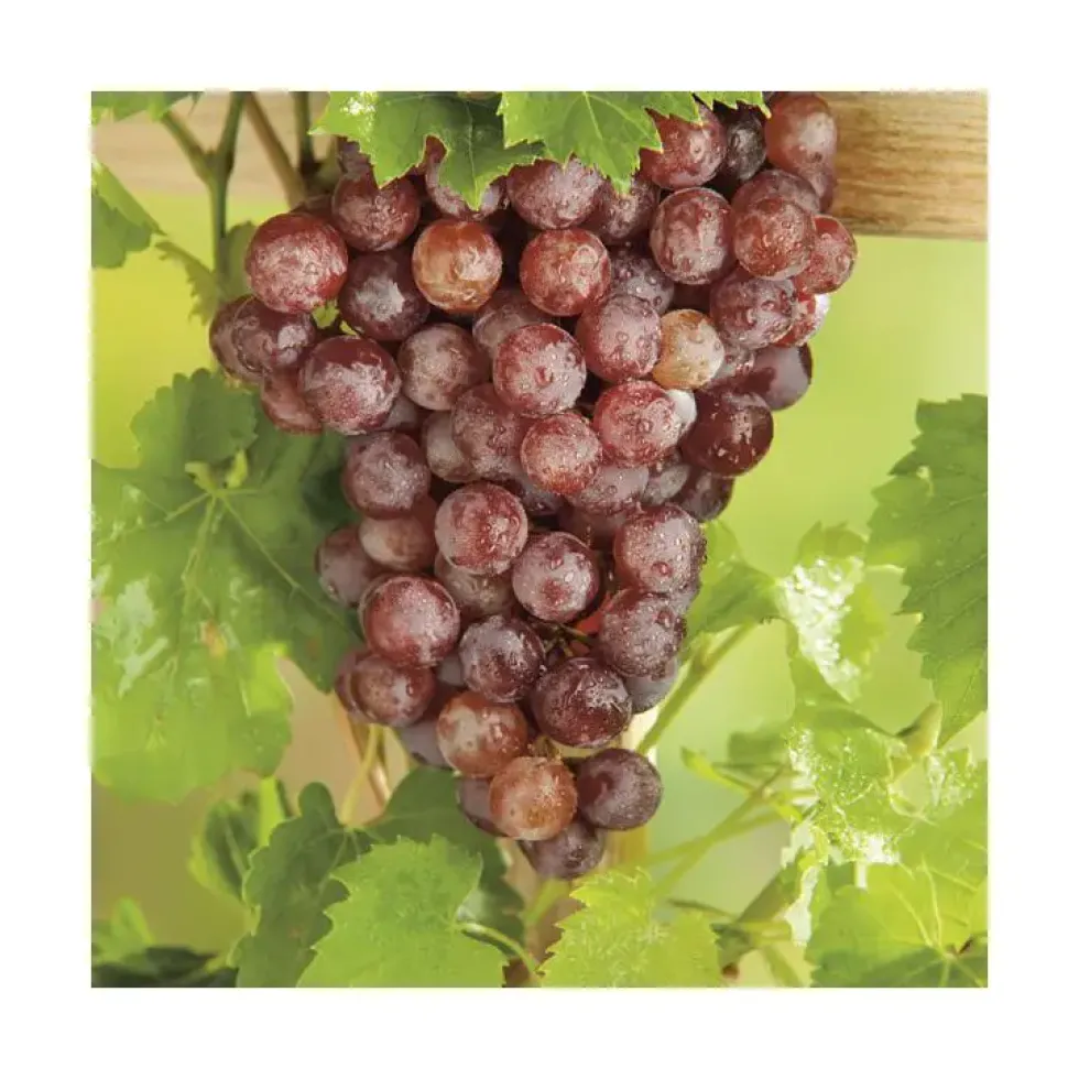 Vigne Chasselas Rose. Le pot de 2 litres