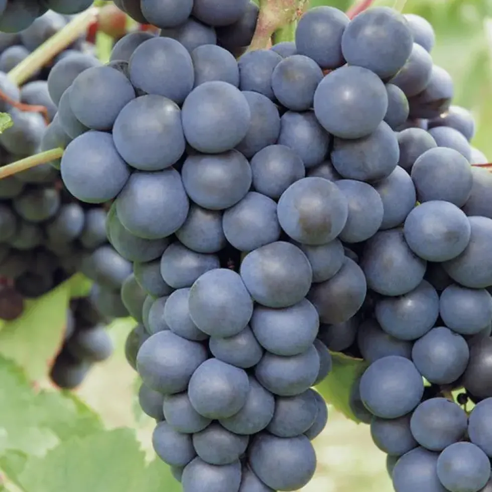 Vigne Muscat De Hambourg. Le pot de 2 litres