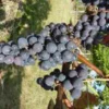 Vigne 'New York. Le pot de 5 litres