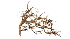 Vigne pour aquarium ou terrarium coloris marron Aquavie Broussa - 10 à 30 cm