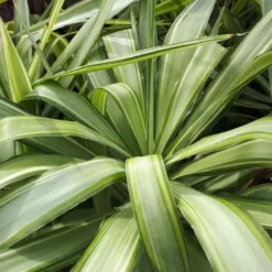 Yucca Jewel en pot de 70 L