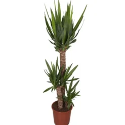 Yucca 3 pieds. Le pot Ø 24 cm
