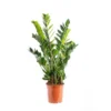 Zamioculcas. Le pot Ø 21 cm