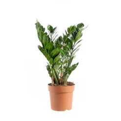 Zamioculcas. Le pot Ø 14 cm